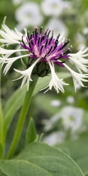 CENTAUREA Montana 'Purple Heart' 3 CENTAUREA Montana 'Purple Heart'