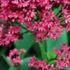CENTRANTHUS Ruber Var. Coccineus 2 CENTRANTHUS Ruber Var. Coccineus -UK Garden Supplies Sales Shop centranthus ruber var 2