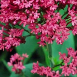 CENTRANTHUS Ruber Var. Coccineus