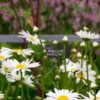 LEUCANTHEMUM Vulgare 'Maikonigin' -UK Garden Supplies Sales Shop chelsea 2017 5220456