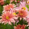 CHRYSANTHEMUM Rubellum 'Beechcroft' -UK Garden Supplies Sales Shop chrysanthemum beechcroft 242956