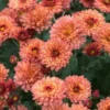 CHRYSANTHEMUM 'Bronze Elegance' -UK Garden Supplies Sales Shop chrysanthemum bronze elegance 192538 2