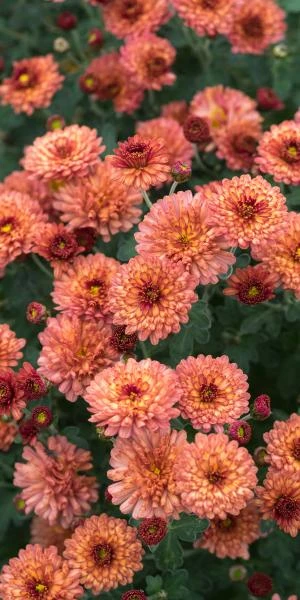 CHRYSANTHEMUM 'Bronze Elegance' 3 CHRYSANTHEMUM 'Bronze Elegance'