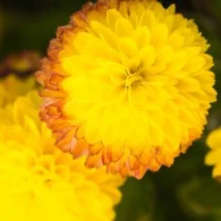 CHRYSANTHEMUM 'Yellow Pom Pom' -UK Garden Supplies Sales Shop chrysanthemum yellow pom pom 200323