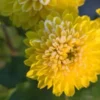 CHRYSANTHEMUM 'Yellow Pom Pom' -UK Garden Supplies Sales Shop chrysanthemum yellow pom pom 290385