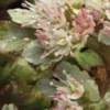 CHRYSOSPLENIUM Macrophyllum -UK Garden Supplies Sales Shop chrysosplenum macrophyllum