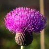 CIRSIUM Heterophyllum -UK Garden Supplies Sales Shop cirsium heterophyllum 101344 2
