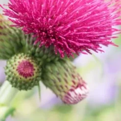 CIRSIUM Rivulare 'Atropurpureum'
