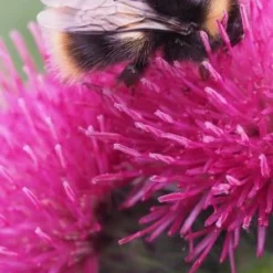 CIRSIUM Rivulare 'Atropurpureum' -UK Garden Supplies Sales Shop cirsium rivulare atropurpurea