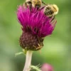 CIRSIUM Rivulare 'Trevor's Felley Find' PBR -UK Garden Supplies Sales Shop cirsium trevors blue wonder 8050185 2