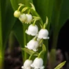 CONVALLARIA Majalis 1 CONVALLARIA Majalis -UK Garden Supplies Sales Shop convallaria majalis 5240470