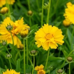 COREOPSIS Grandiflora 'Sunray' -UK Garden Supplies Sales Shop coreopsis grandiflora sunray 7080238