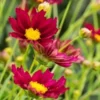 COREOPSIS 'Mercury Rising' (Big Bang Series) PBR 2 COREOPSIS 'Mercury Rising' (Big Bang Series) PBR -UK Garden Supplies Sales Shop coreopsis mercury rising 6291044
