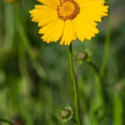 COREOPSIS 'Schnittgold' (Cutting Gold)