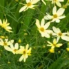 COREOPSIS Verticillata 'Moonbeam' -UK Garden Supplies Sales Shop coreopsis v 2