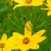 COREOPSIS Verticillata 'Zagreb' -UK Garden Supplies Sales Shop coreopsis verticillata zagreb web
