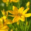 COREOPSIS Verticillata 'Grandiflora' -UK Garden Supplies Sales Shop coreopsis verticilliata grandiflora 2