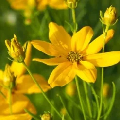 COREOPSIS Verticillata 'Grandiflora'