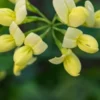 CORONILLA Valentina Subsp. Glauca 'Citrina' -UK Garden Supplies Sales Shop coronilla valentina subsp 2
