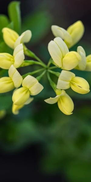 CORONILLA Valentina Subsp. Glauca 'Citrina' 3 CORONILLA Valentina Subsp. Glauca 'Citrina'