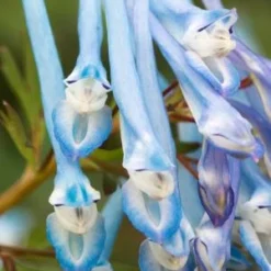 CORYDALIS Elata