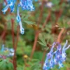 CORYDALIS Flexuosa 'China Blue' -UK Garden Supplies Sales Shop corydalis flexuosa china blue 3230151