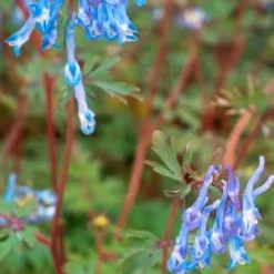 CORYDALIS Flexuosa 'China Blue'