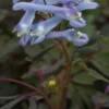 CORYDALIS Purple Form -UK Garden Supplies Sales Shop corydalis purple form 4110130