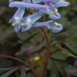 CORYDALIS Purple Form