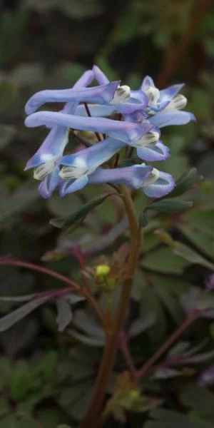 CORYDALIS Purple Form 3 CORYDALIS Purple Form