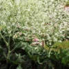 CRAMBE Cordifolia 2 CRAMBE Cordifolia -UK Garden Supplies Sales Shop crambe cordifolia 2
