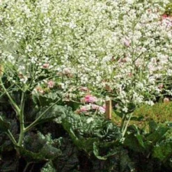 CRAMBE Cordifolia