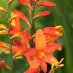 CROCOSMIA X Crocosmiiflora 'Debutante'