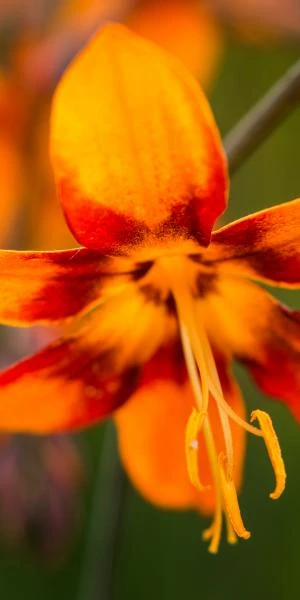 CROCOSMIA X Crocosmiiflora 'Emily McKenzie' 4 CROCOSMIA X Crocosmiiflora 'Emily McKenzie' - Image 2