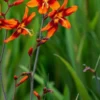 CROCOSMIA X Crocosmiiflora 'Emily McKenzie' -UK Garden Supplies Sales Shop crocosmia emily mckenzie web