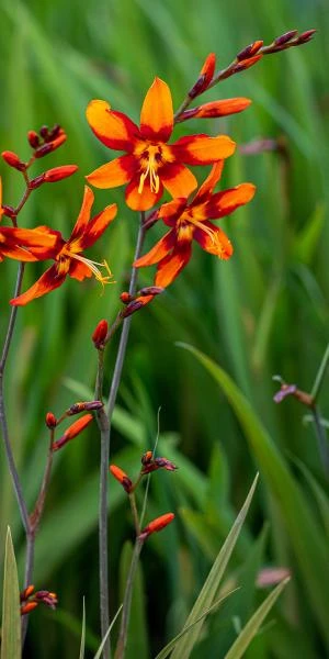 CROCOSMIA X Crocosmiiflora 'Emily McKenzie' 3 CROCOSMIA X Crocosmiiflora 'Emily McKenzie'