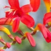 CROCOSMIA 'Lucifer' 2 CROCOSMIA 'Lucifer' -UK Garden Supplies Sales Shop crocosmia lucifer 1
