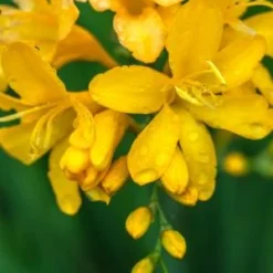 CROCOSMIA 'Paul's Best Yellow'