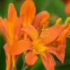 CROCOSMIA 'Severn Sunrise' -UK Garden Supplies Sales Shop crocosmia severn sunrise 2