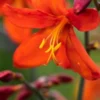 CROCOSMIA X Crocosmiiflora 'Mrs Geoffrey Howard' -UK Garden Supplies Sales Shop crocosmia x crocosmiiflora mrs geoffrey howard 8030155 2