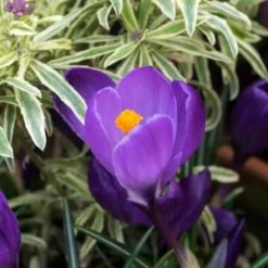 ERYSIMUM Linifolium 'Variegatum' 7 ERYSIMUM Linifolium 'Variegatum' -UK Garden Supplies Sales Shop crocus and erysimum 3040223