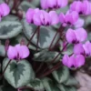 CYCLAMEN Coum