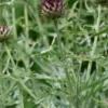 CYNARA Cardunculus -UK Garden Supplies Sales Shop cynara cardunculus web