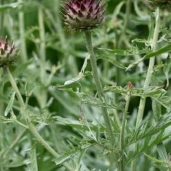 CYNARA Cardunculus