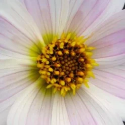 DAHLIA 'Bishop Of Leicester'