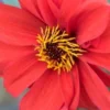 DAHLIA 'Bishop Of Llandaff' -UK Garden Supplies Sales Shop dahlia bishop of llandaff 232882 2