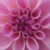 DAHLIA 'Confusion' -UK Garden Supplies Sales Shop dahlia confusion