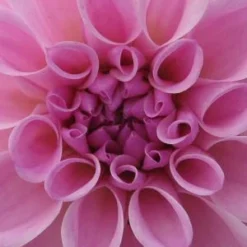 DAHLIA 'Confusion'