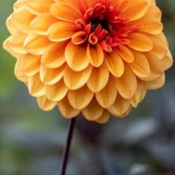 DAHLIA 'David Howard'