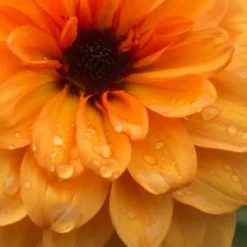 DAHLIA 'David Howard' -UK Garden Supplies Sales Shop dahlia david howard 9220049